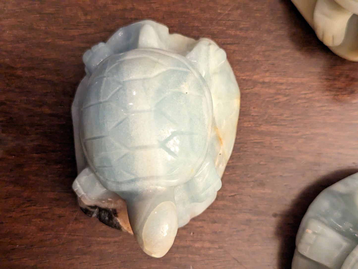 Caribbean Calcite Turtles