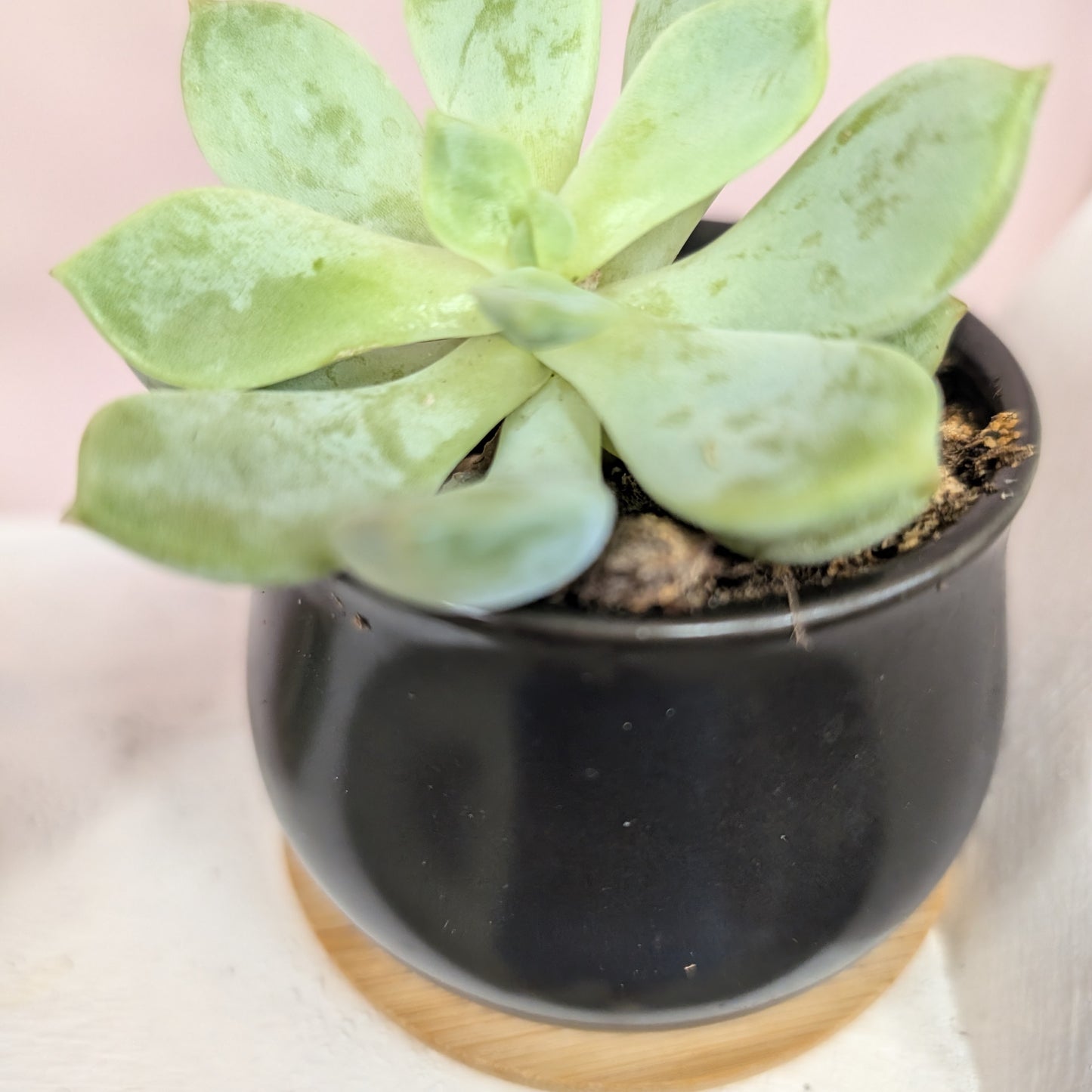 Small Black Potted Plants