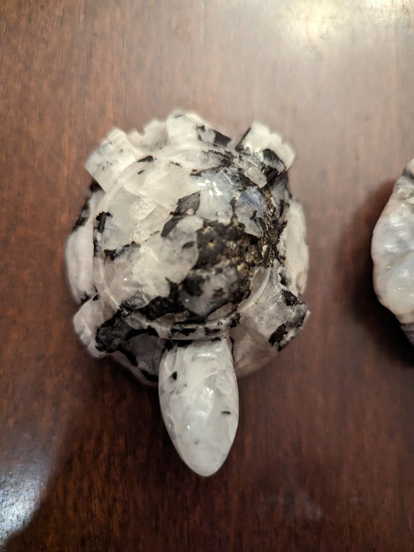 Moonstone Turtles