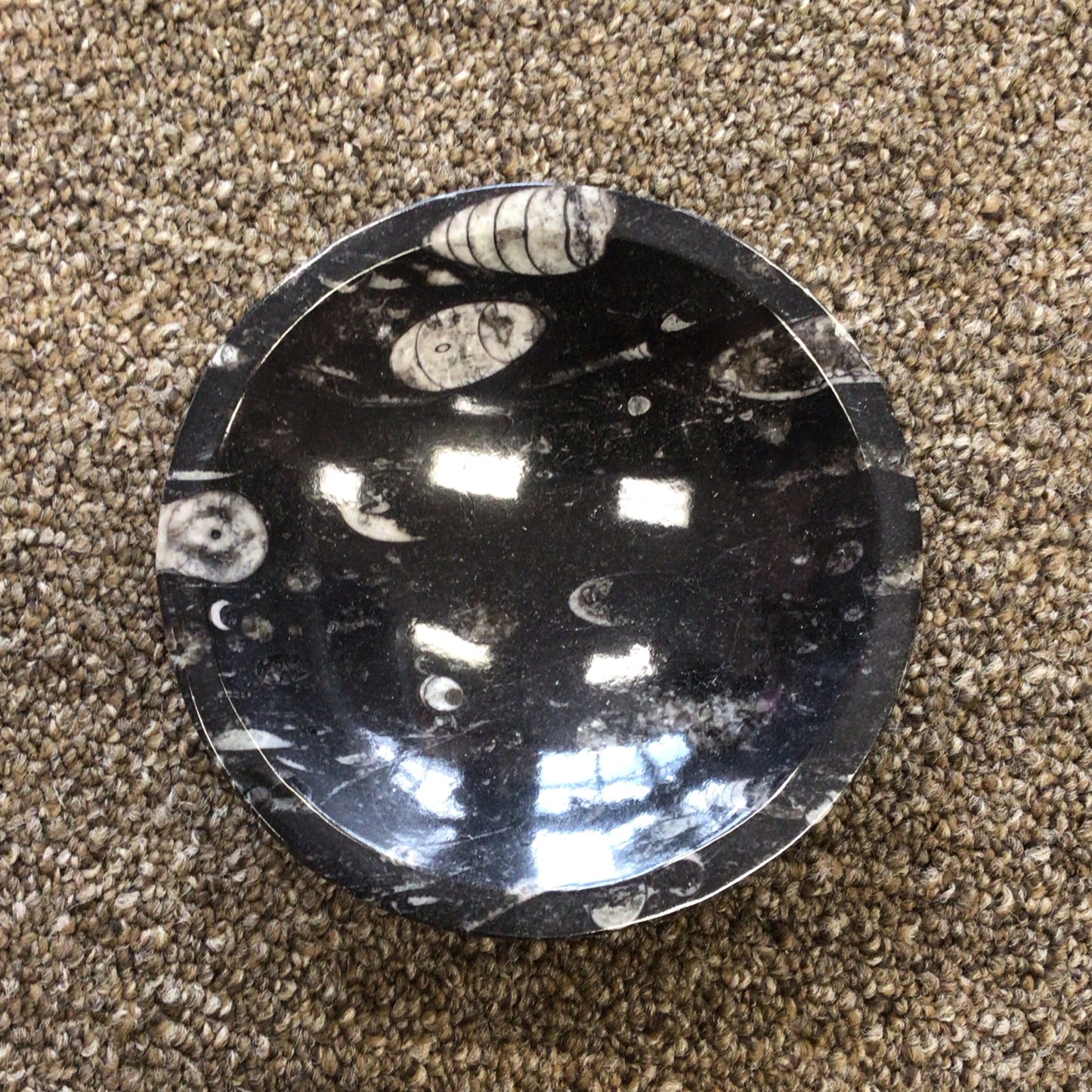 Orthoceras Fossil Bowl