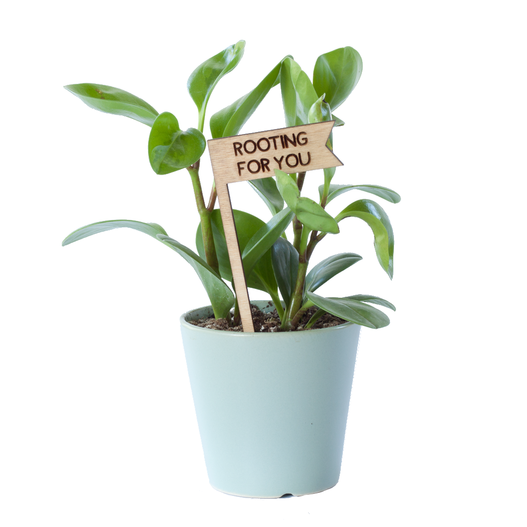 Plant Sign - Rooting For You