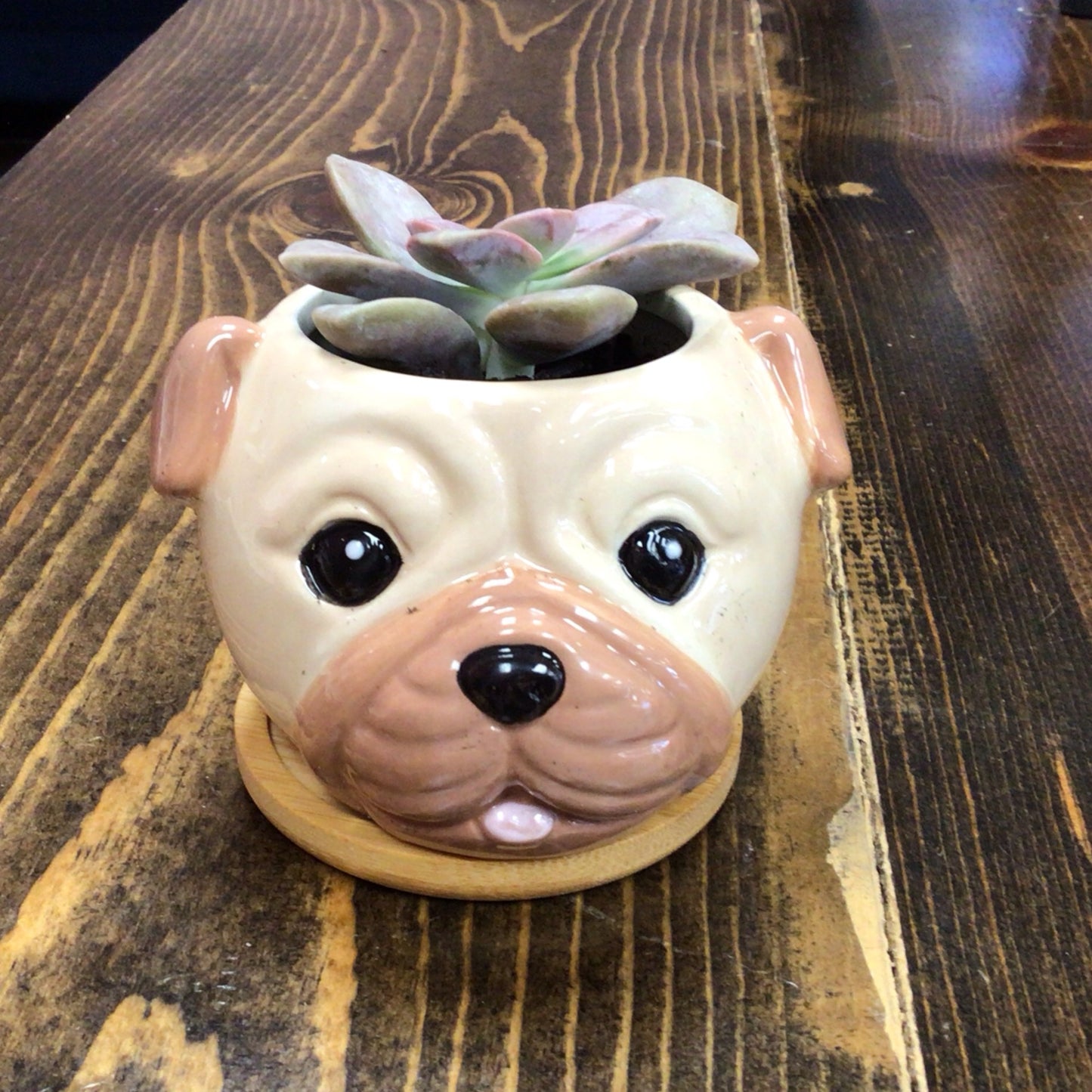 Small puppy plant