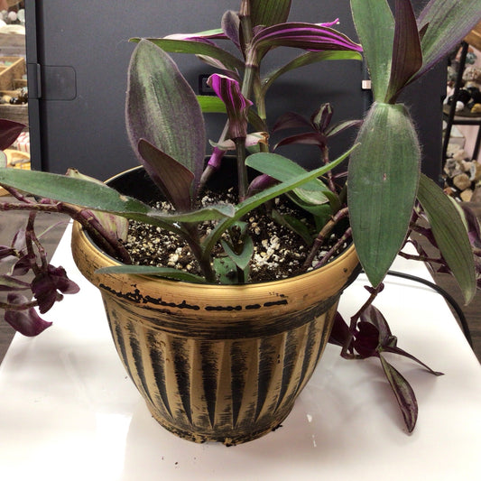 Gold Potted Plant