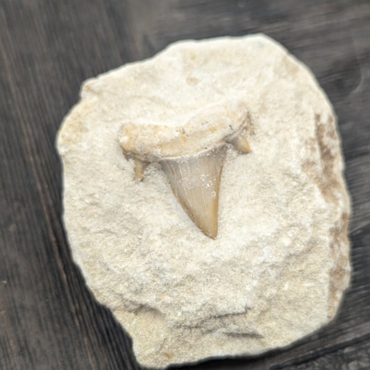 Fossilized Shark Tooth