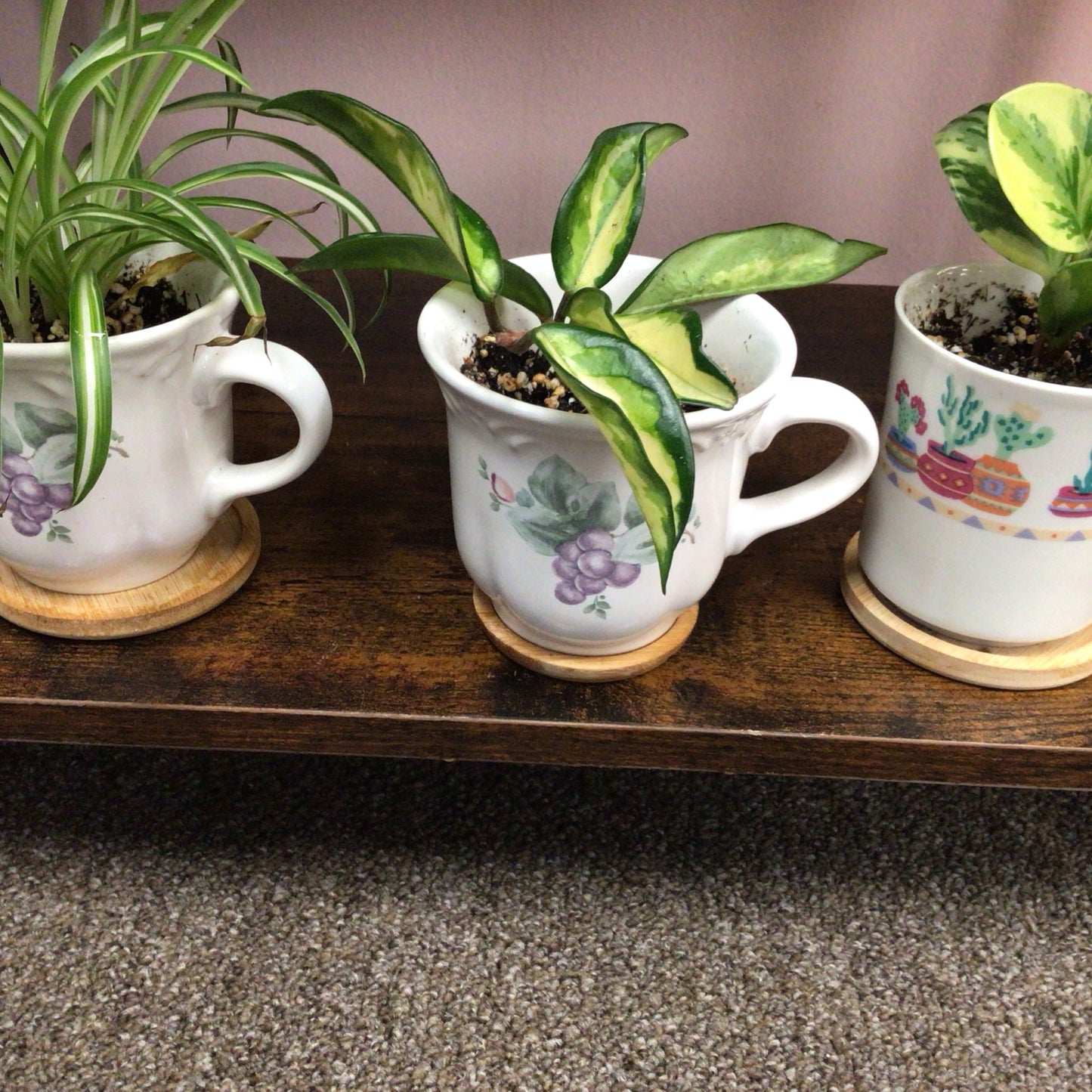 Coffee Mug Plants