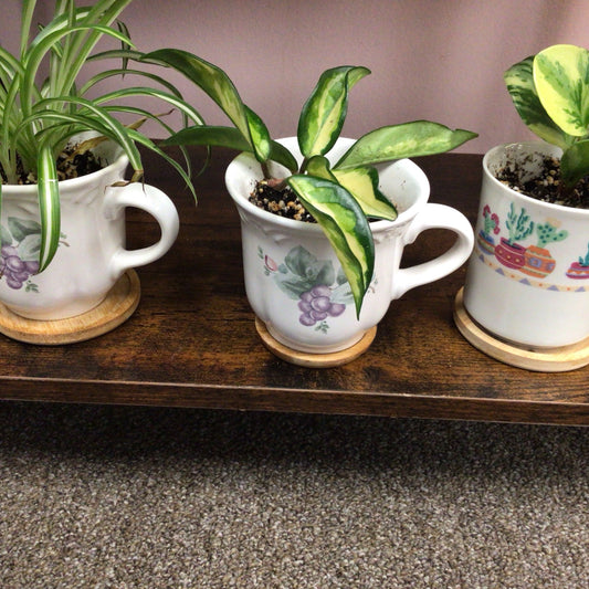 Coffee Mug Plants