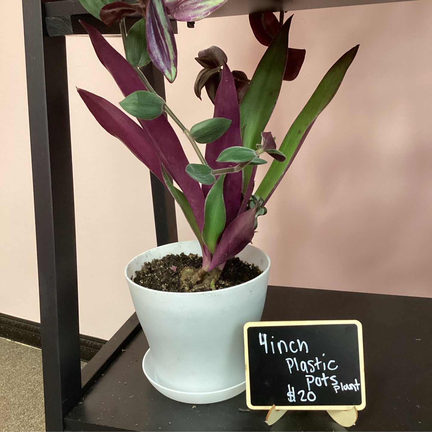 4 Inch Plastic Potted Plant