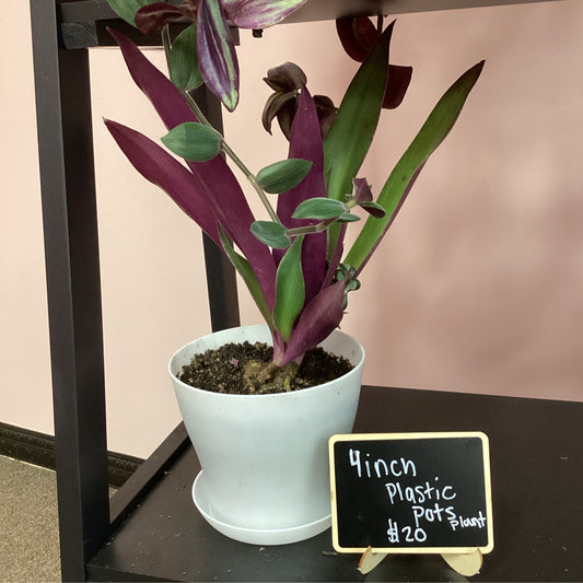4 Inch Plastic Potted Plant