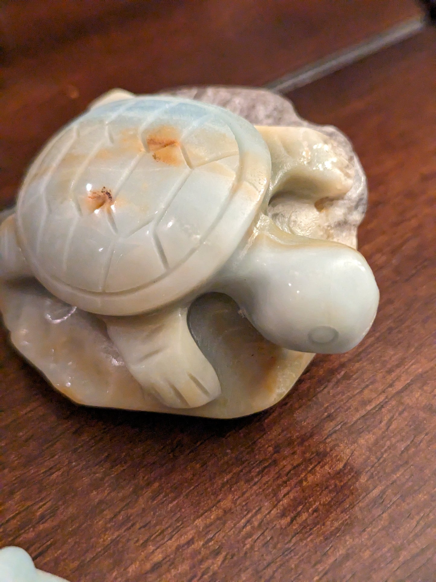 Caribbean Calcite Turtles