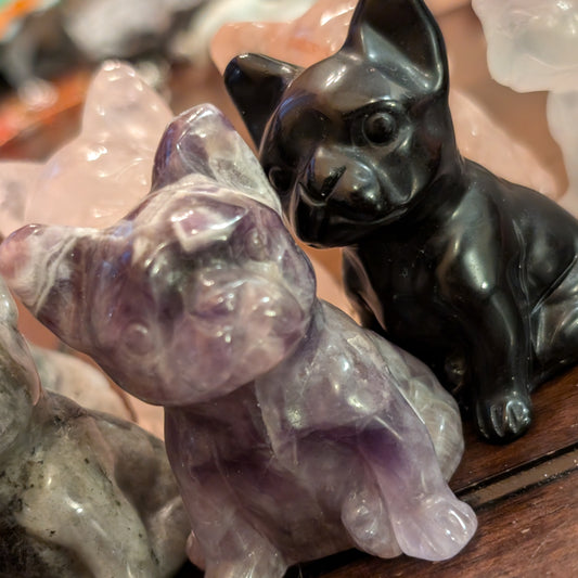 French Bulldog