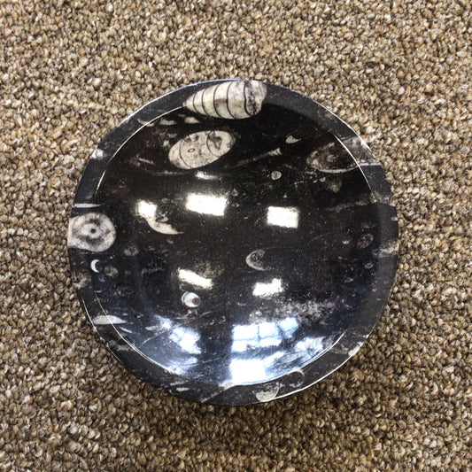 Orthoceras Fossil Bowl