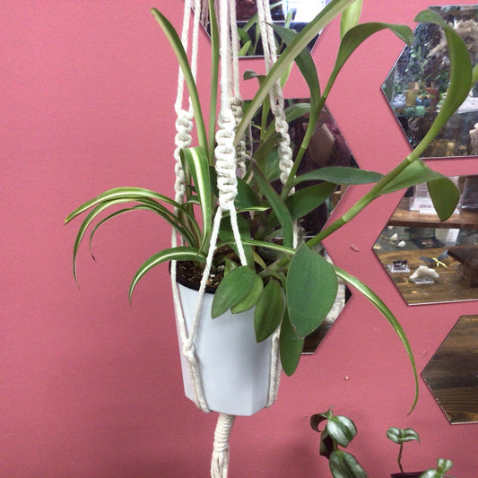 Hanging Plant
