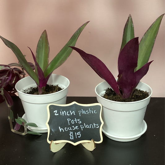 2 Inch Plastic Pot Potted Plant