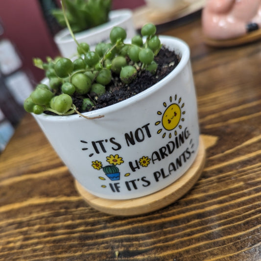 Small Plants With Funny Saying Pots