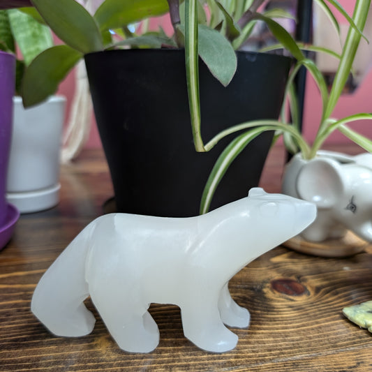 Mexican White "Onyx" Bear