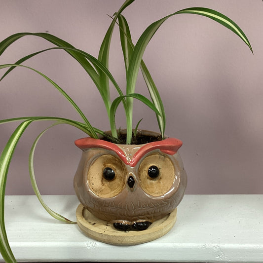 Owl Pot Potted Plant