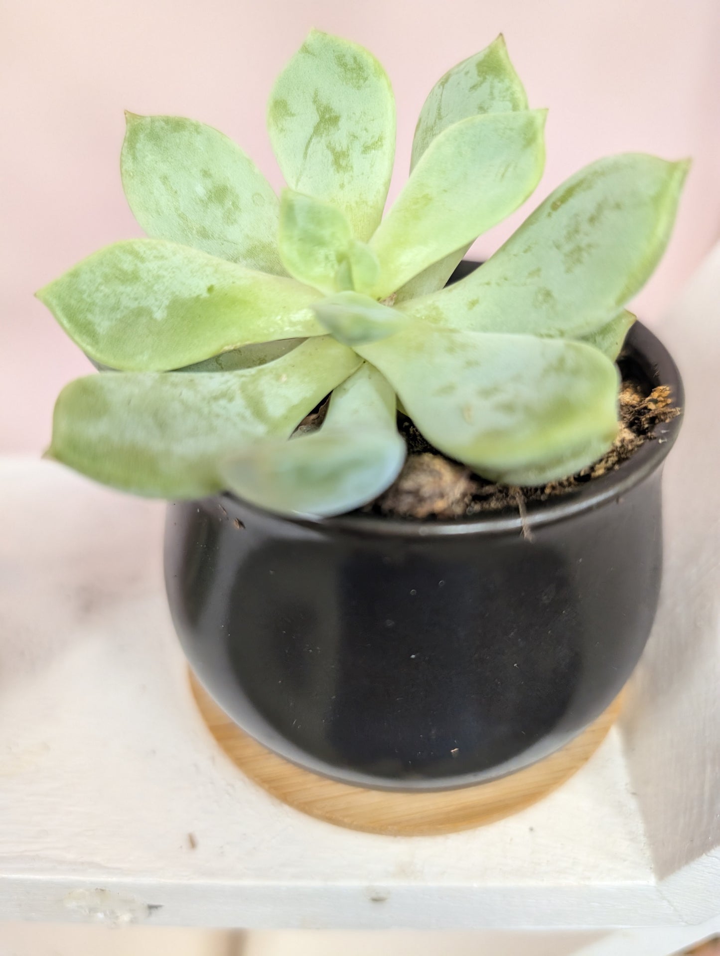 Small Black Potted Plants