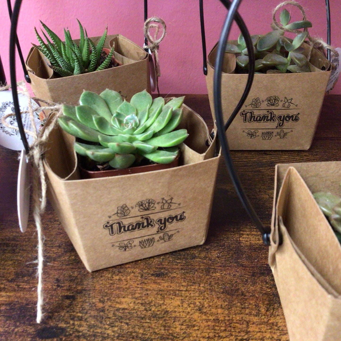 Small Thank You Succulent
