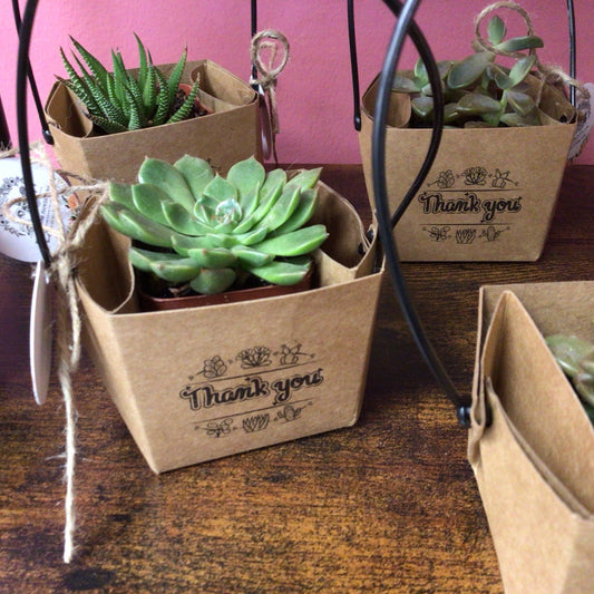 Small Thank You Succulent