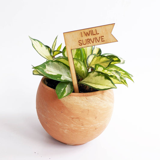 Plant Sign - I Will Survive