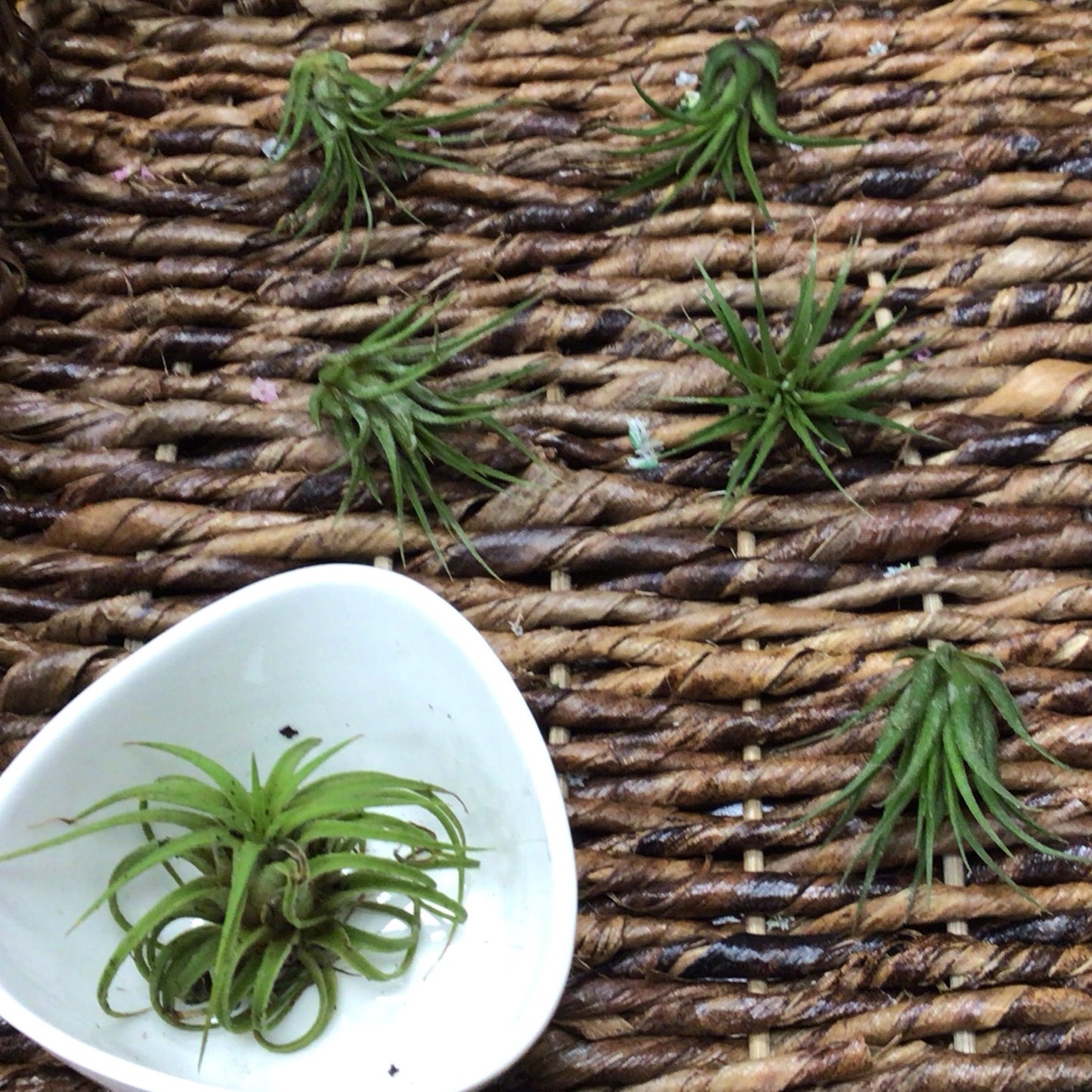 Air plants