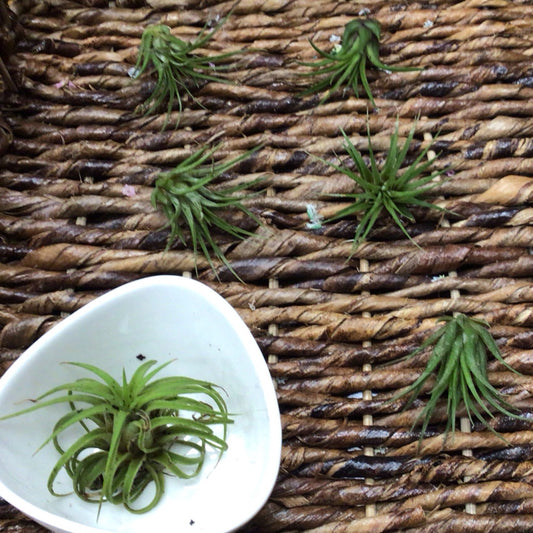 Air plants